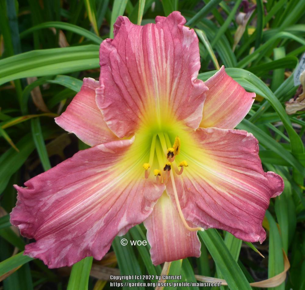 Photo of the bloom of Daylily (Hemerocallis 'Texas Stripes') posted by