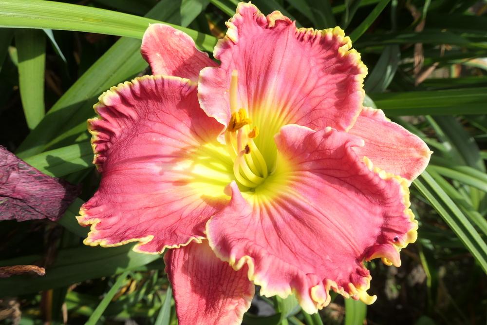 Photo of the bloom of Daylily (Hemerocallis 'Rose Knockout') posted by