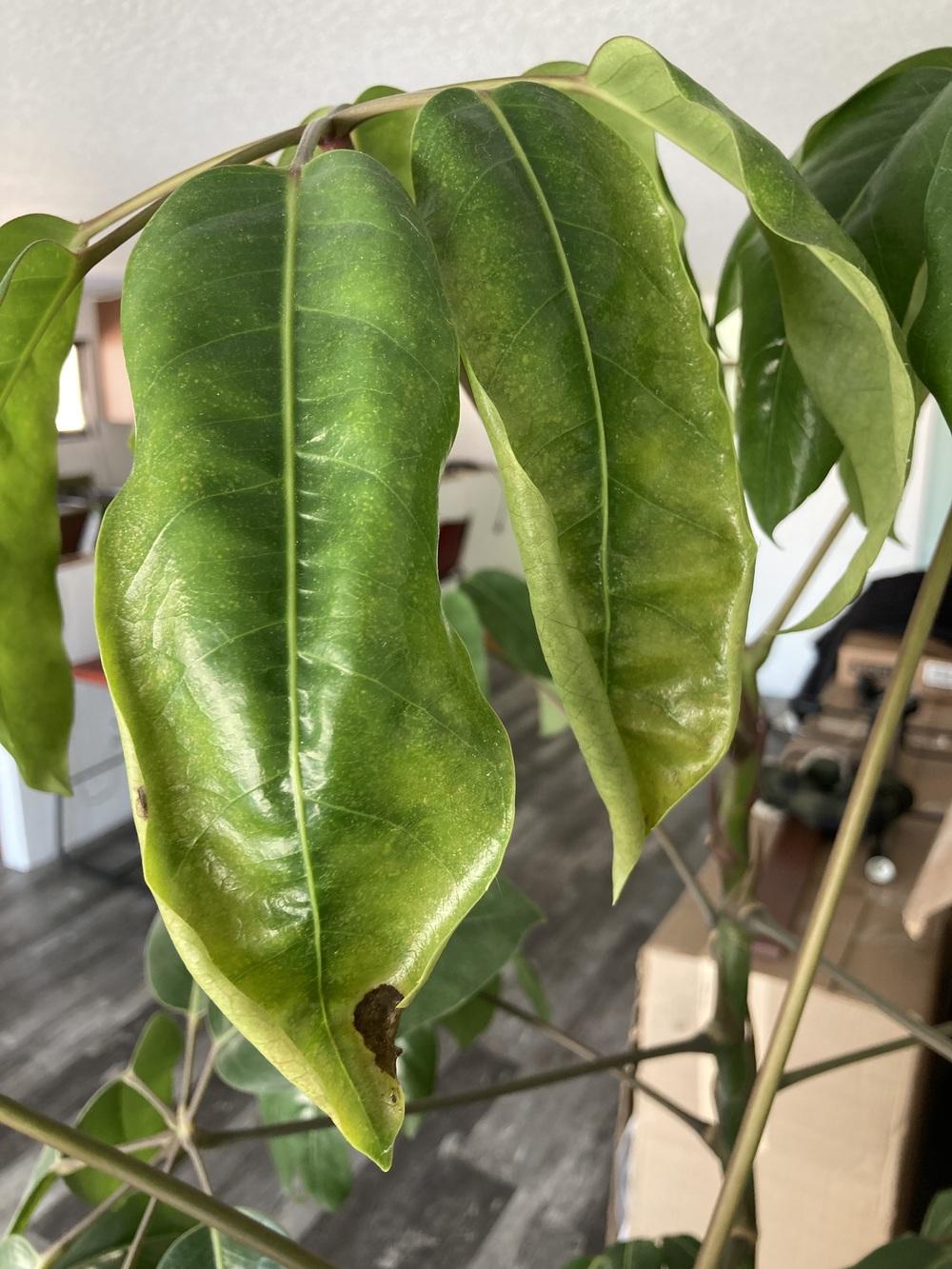 Schefflera Amate Leaf Droop and Curling in the Ask a Question forum