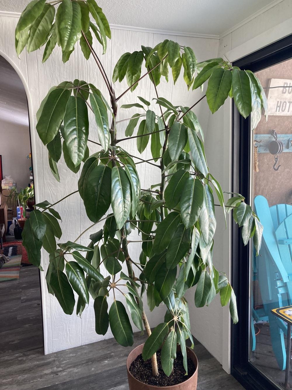Schefflera Amate Leaf Droop and Curling in the Ask a Question forum