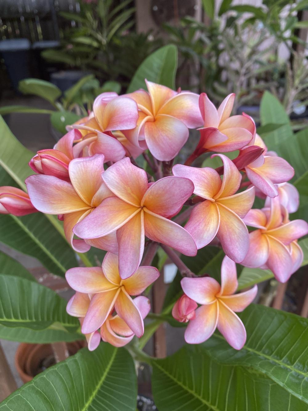Photo of the bloom of Plumeria (Plumeria rubra 'Kona Hybrid 26