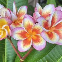 Plumeria (Plumeria rubra 'Fireblast') in the Plumerias Database