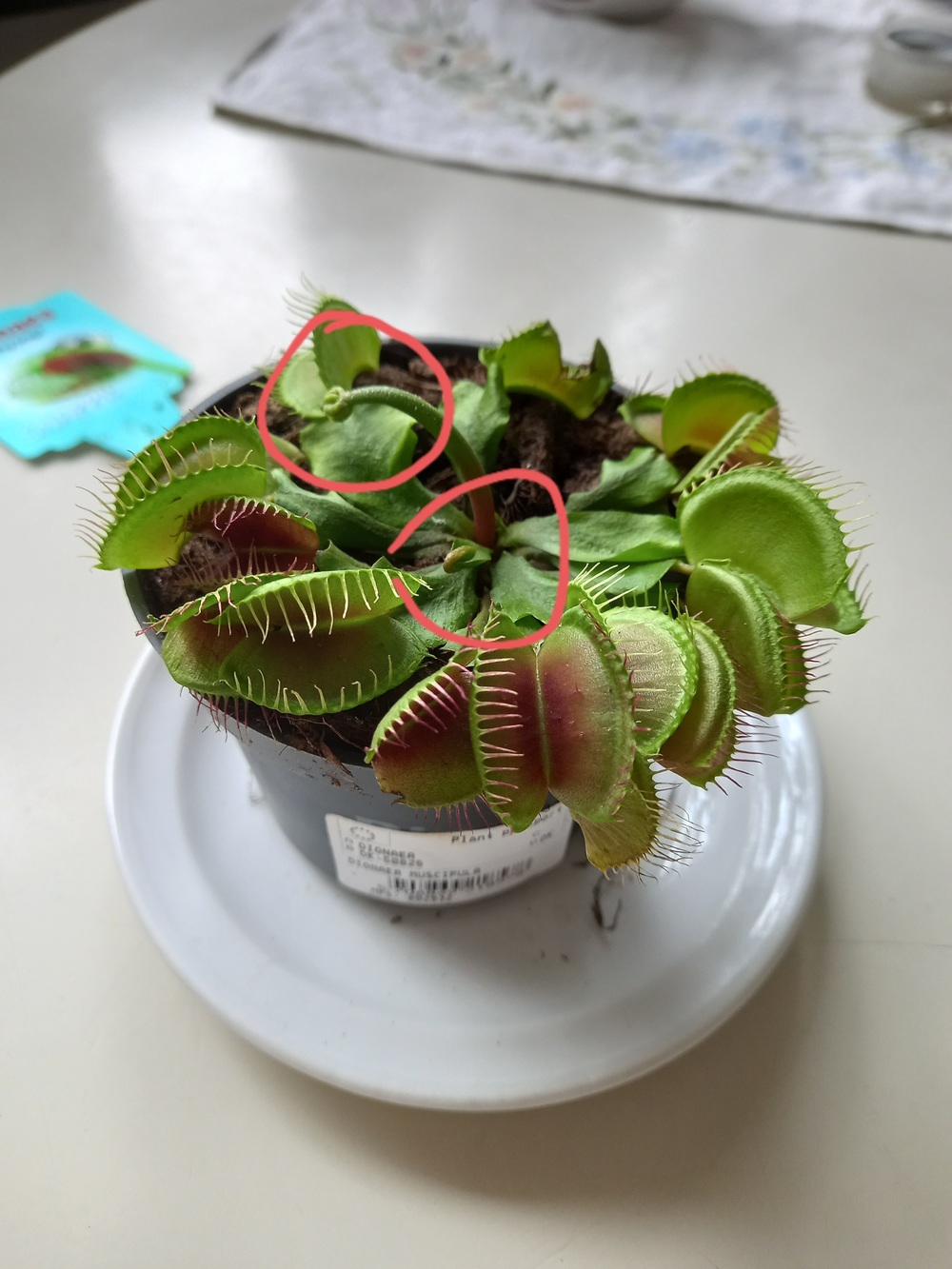 How To Keep A Venus Flytrap From Dying at Robert Gary blog