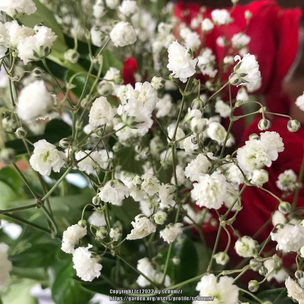 Baby's Breath (Gypsophila 'Perfecta') - Garden.org
