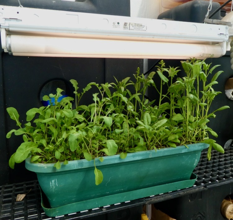 Growing Spinach Indoors under grow lights in the Vegetables and Fruit forum