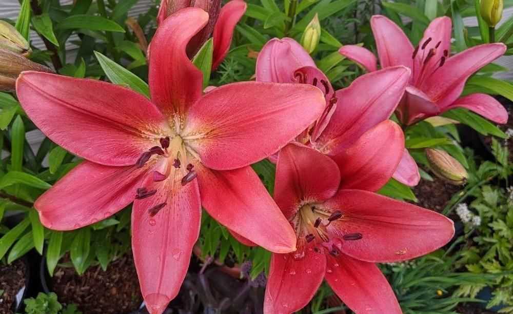 Lily (Lilium 'Manhattan') in the Lilies Database