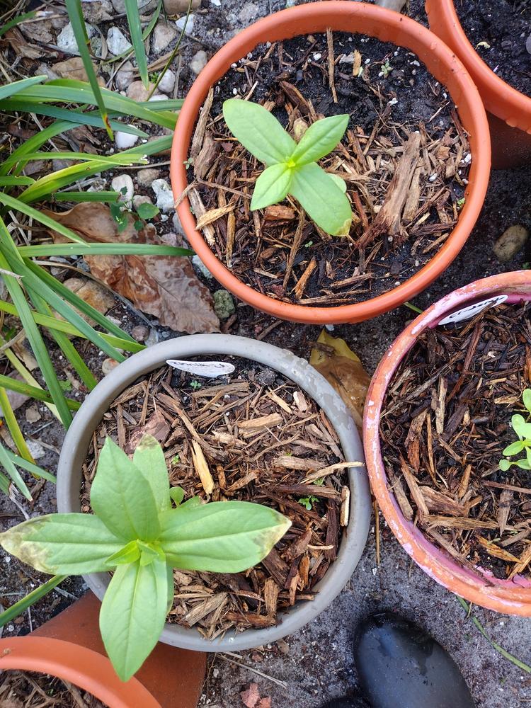 Zinnia seedling leaves starting to turn brown in the Ask a Question