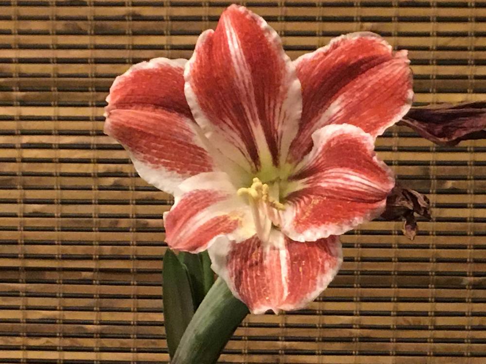 Photo of the bloom of Amaryllis (Hippeastrum 'Razzle Dazzle') posted by