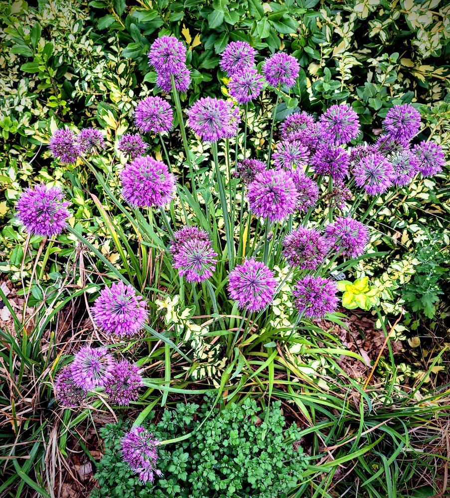 Photo of the entire plant of Ornamental Onion (Allium 'Lavender Bubbles