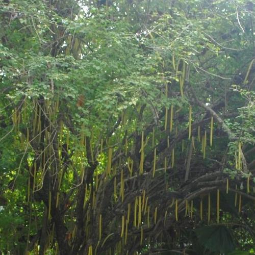 Candle Tree (Parmentiera cereifera)