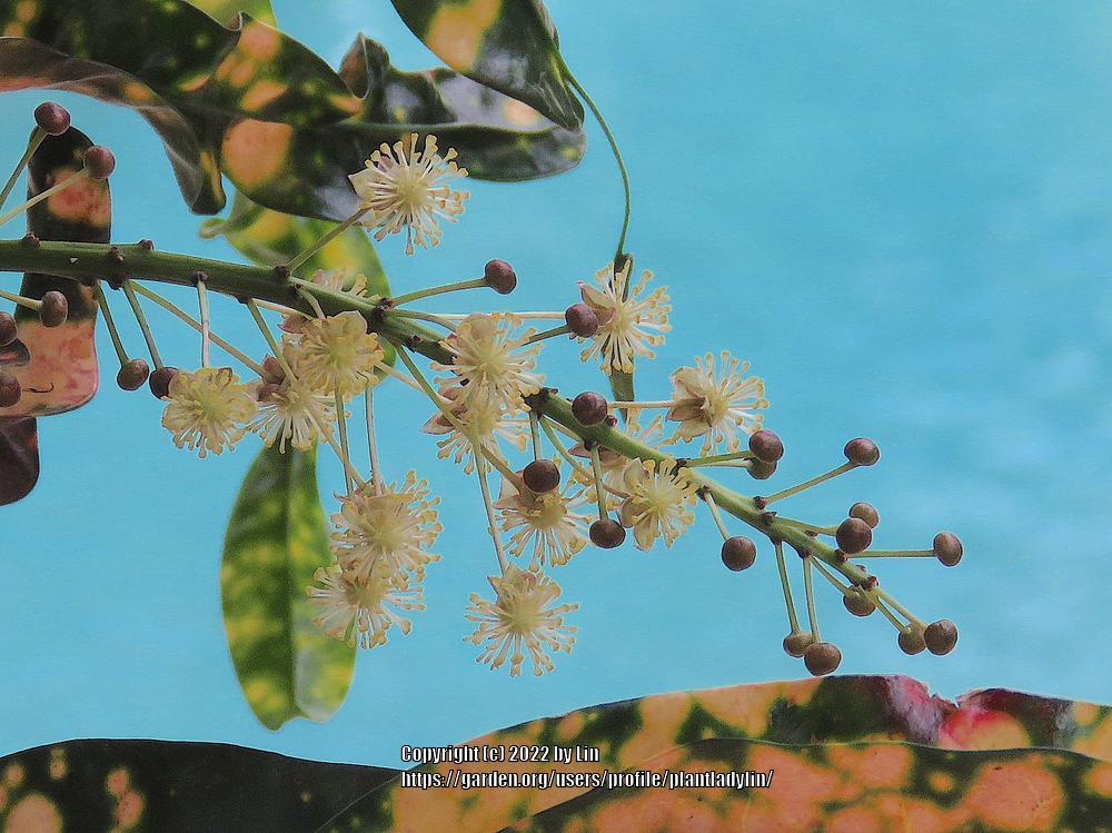 Photo of the bloom of Croton (Codiaeum variegatum 'King of Siam