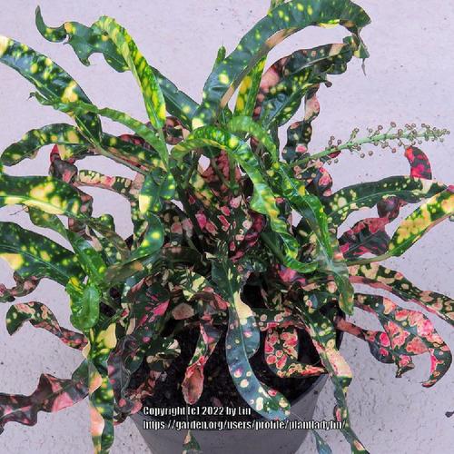 Croton (Codiaeum variegatum 'King of Siam') in the Crotons Database