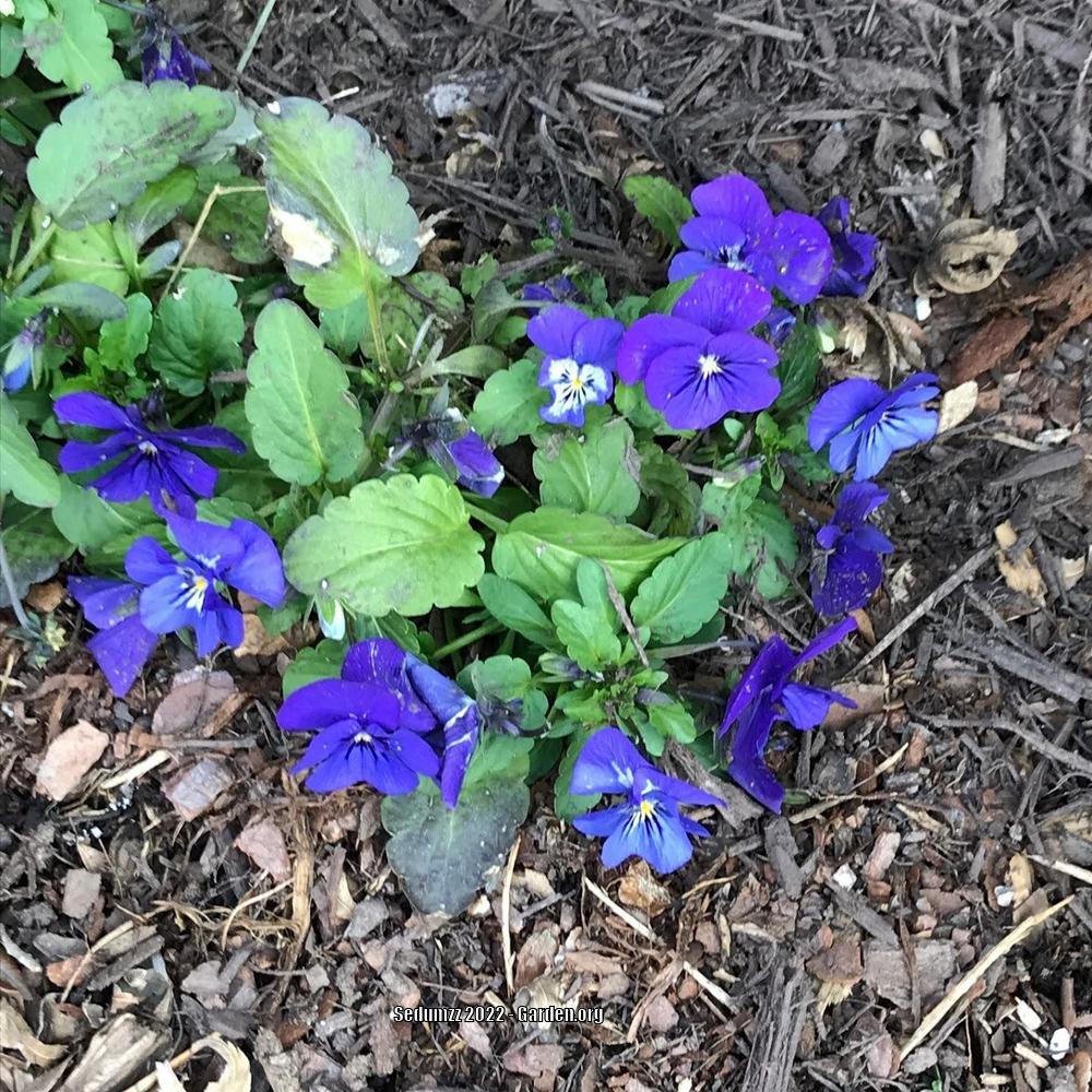 Photo of the entire plant of Pansy (Viola x wittrockiana 'Clear