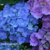 Photo Courtesy of Hydrangeas Plus Used with Permission