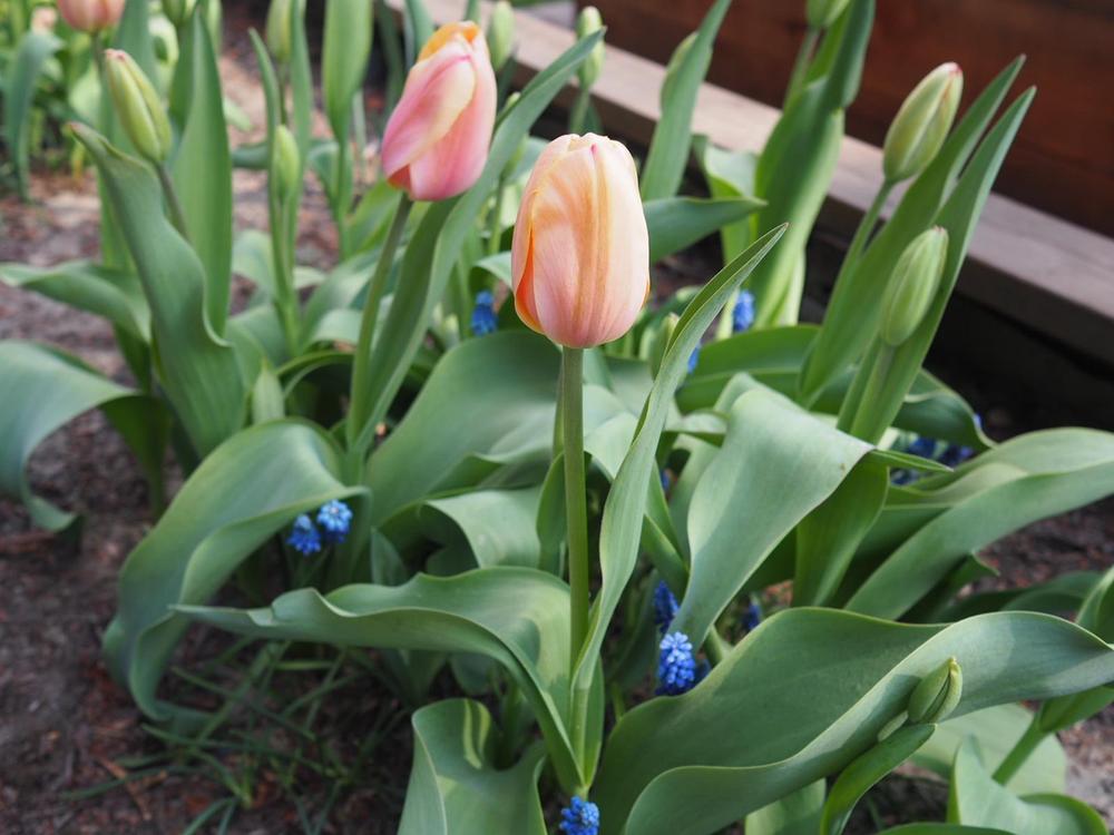 Photo of the entire plant of Tulip (Tulipa 'Blushing Impression