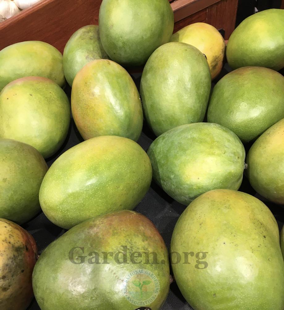 Photo of the fruit of Mango (Mangifera indica 'Kent') posted by