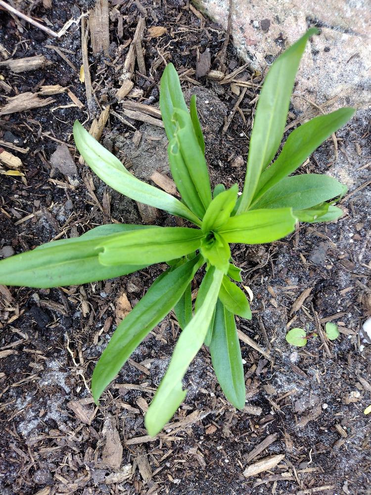 What's causing this damage on my dianthus plants? in the Ask a Question