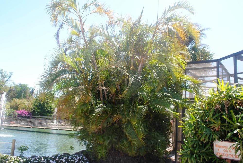 Areca Palm (Chrysalidocarpus lutescens)