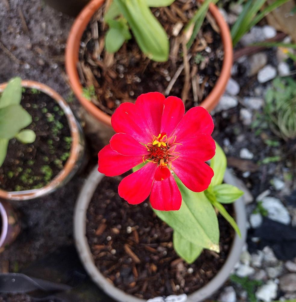 Can zinnias handle 1 night in 50'sF temps? in the Ask a Question forum