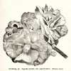 illustration from 'Gartenflora', 1888