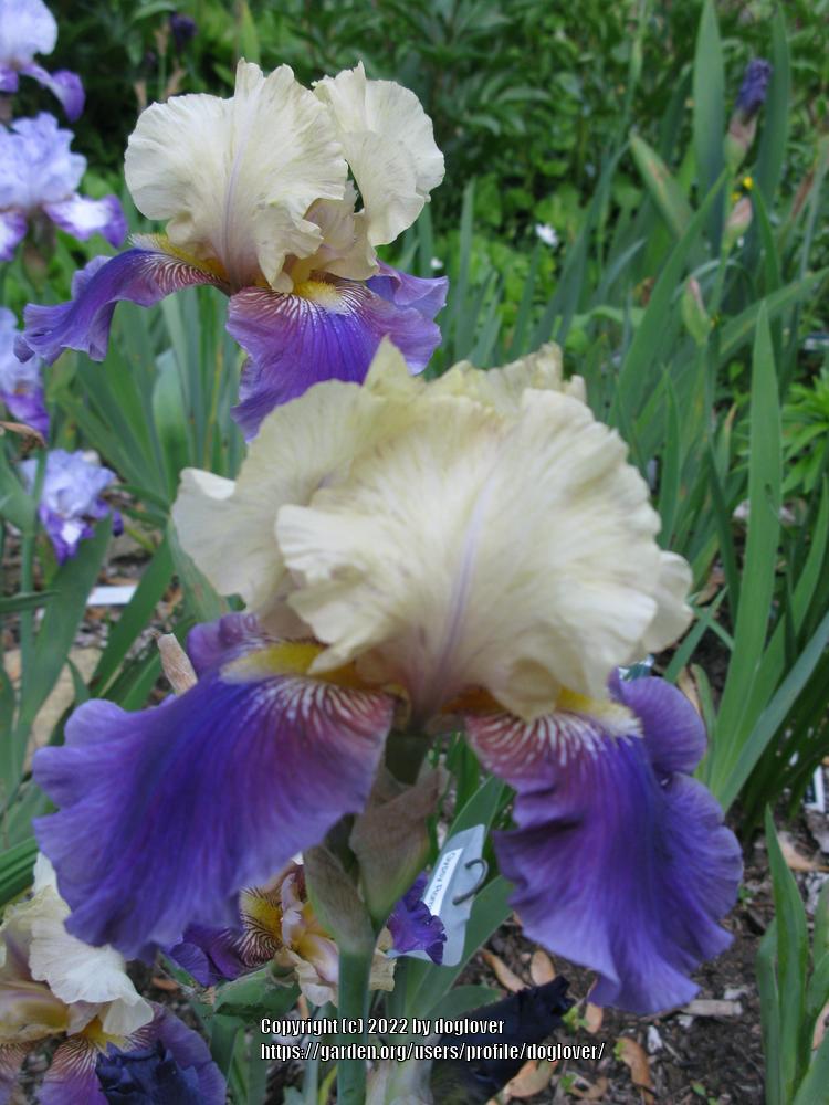 Photo of the bloom of Tall Bearded Iris (Iris 'Boysenberry Buttercup
