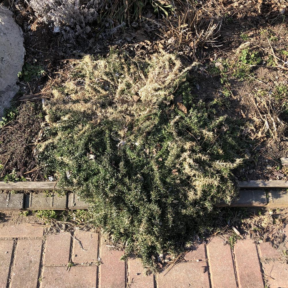 Creeping phlox turning brown in the Ask a Question forum