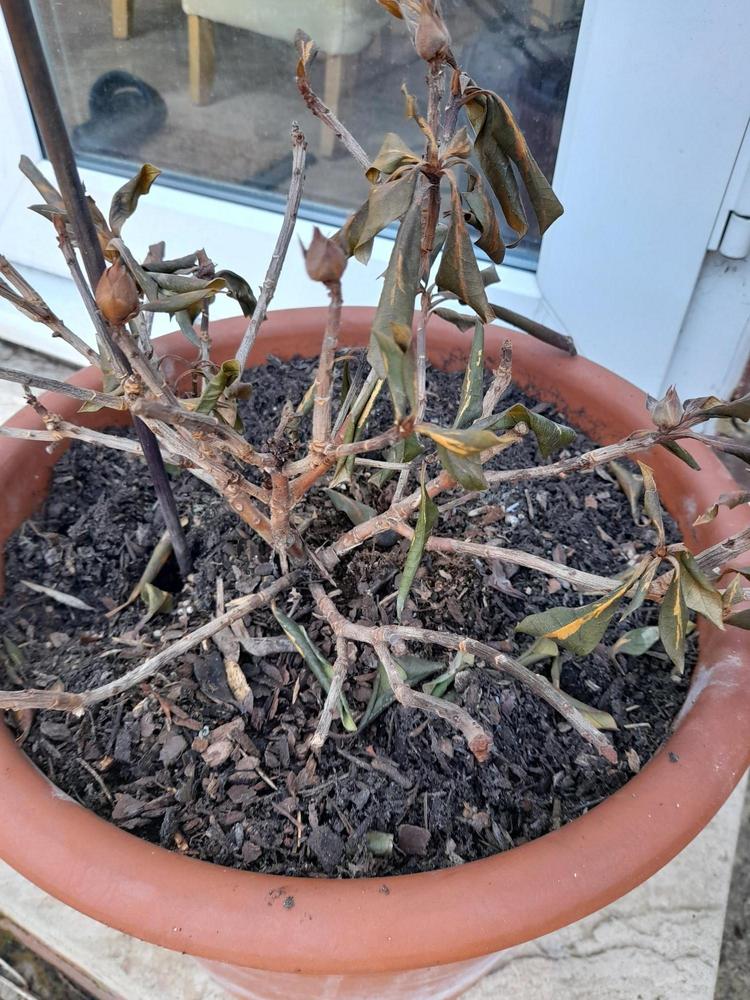 Rhododendron looks like it is dying shrivelled curled leaves slightly