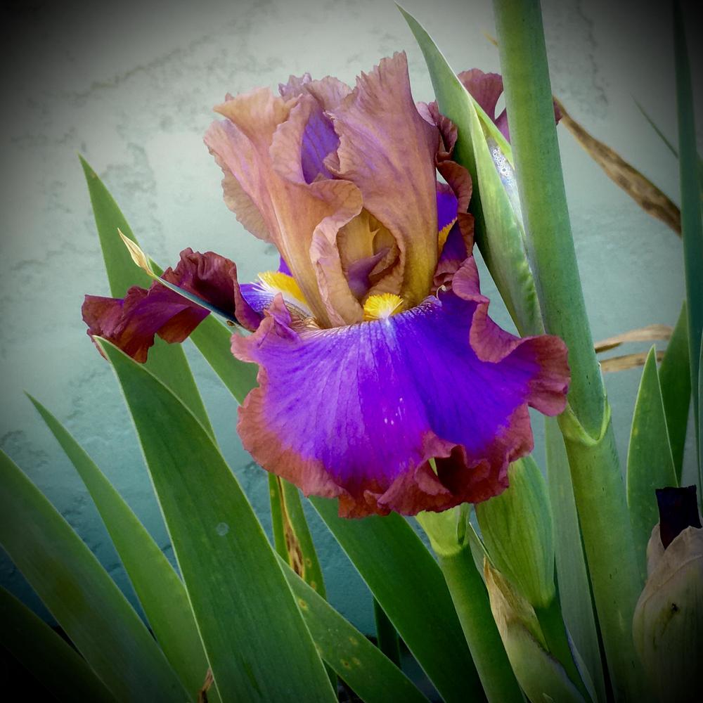 Photo of the bloom of Tall Bearded Iris (Iris 'Thrill Ride') posted by Neela