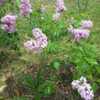 Even young saplings of Maiden&rsquo;s Blush can be covered with bloom