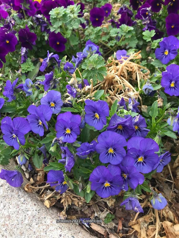 廃番・希少品】スワロフスキーCorunna Blue Violet 廃番・希少品