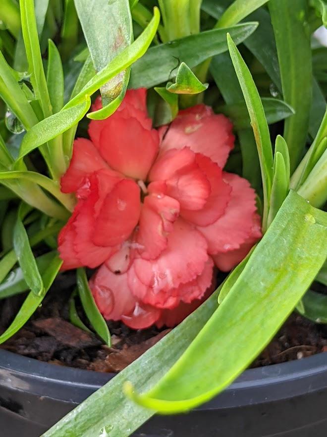 Photo of the bloom of Carnation (Dianthus Sunflor® Cody) posted by Joy