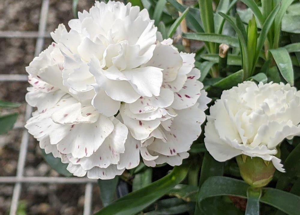 Photo of the bloom of Carnation (Dianthus caryophyllus Sunflor® Cosmos