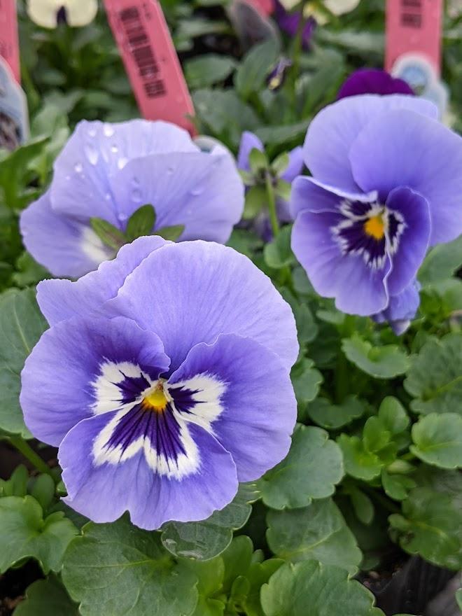 Pansy (Viola x wittrockiana 'Maxim Marina') in the Violas Database