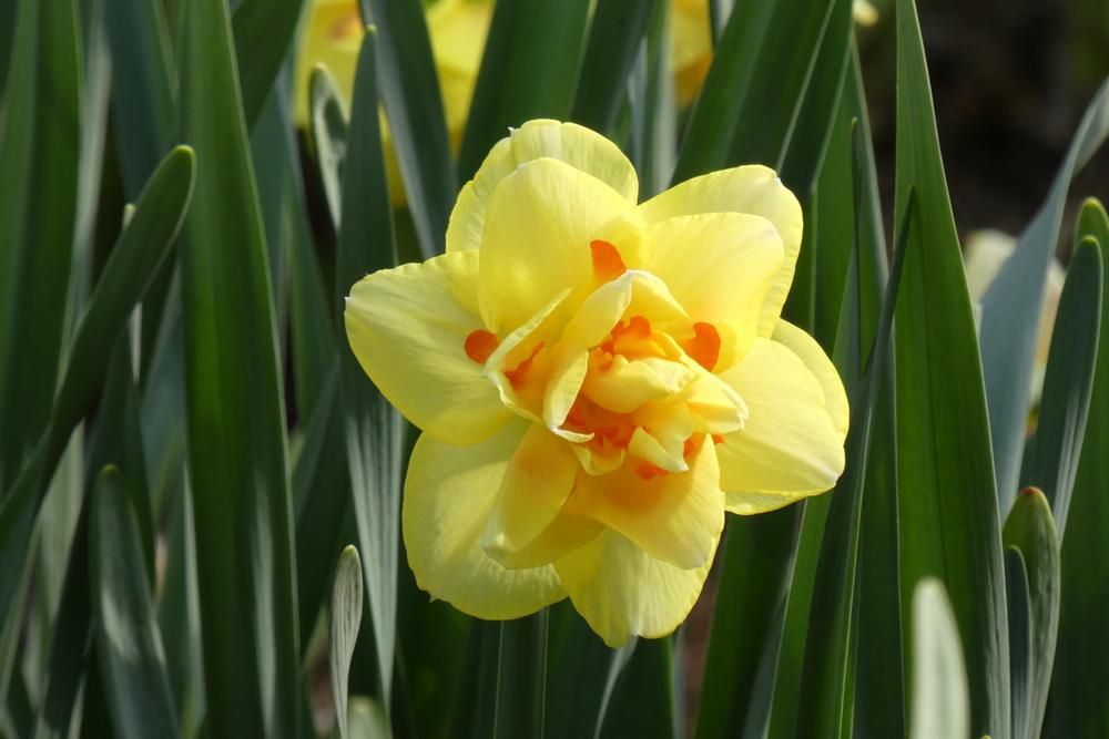 Photo of the bloom of Double Daffodil (Narcissus 'Tahiti') posted by