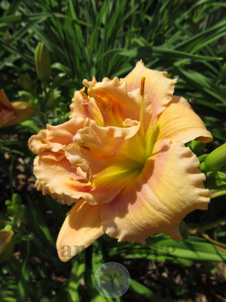 Daylily (Hemerocallis 'Banana Split Cupcake') in the Daylilies Database