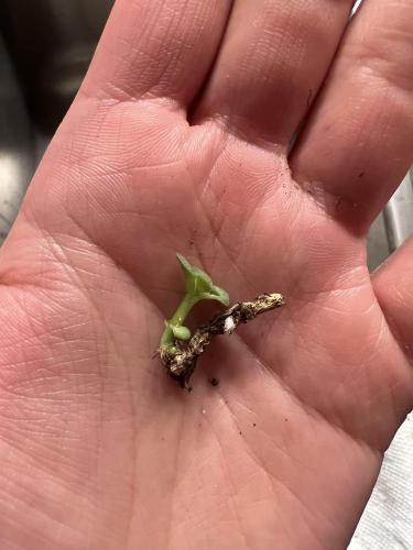 jade plant babies from broken off leaves in the Ask a Question forum