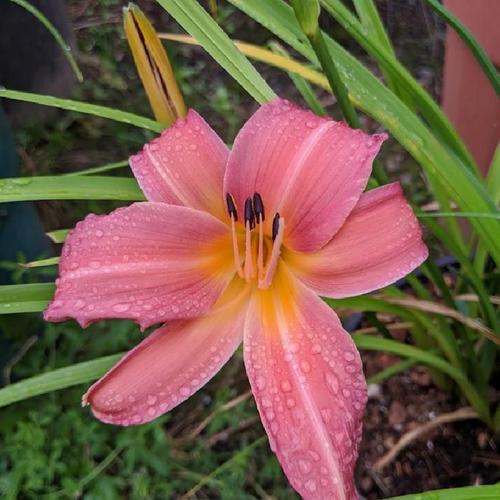 Daylily (Hemerocallis 'Pink Damask') in the Daylilies Database
