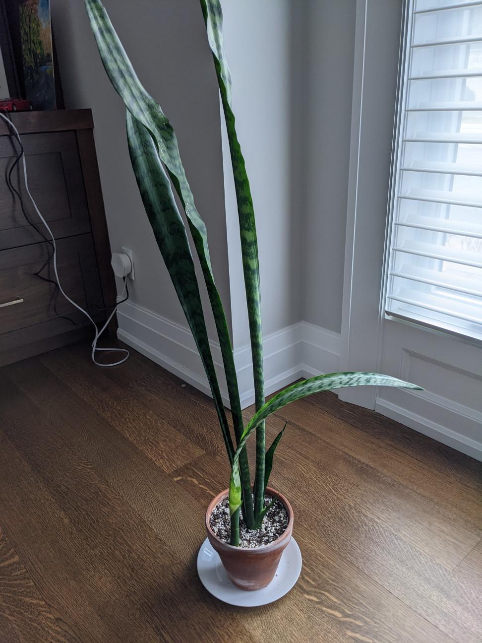 New snake plant leaf is flopping over in the Cactus and Succulents