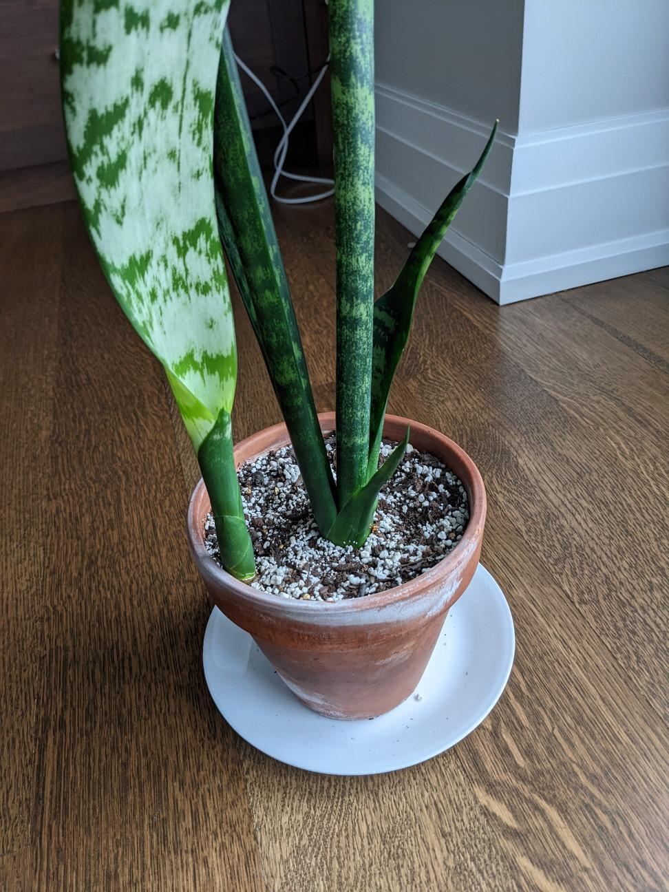 New snake plant leaf is flopping over in the Cactus and Succulents