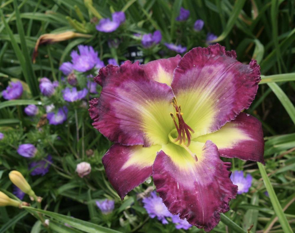 Daylily (Hemerocallis 'Blue on Blue') in the Daylilies Database