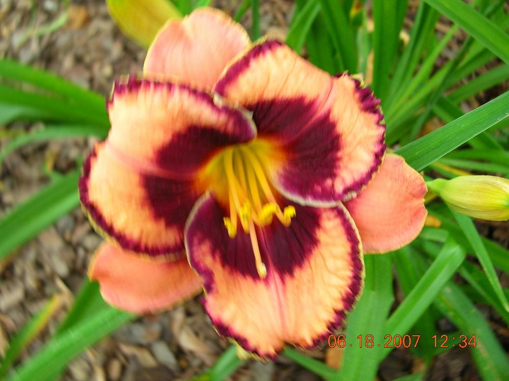 Photo of the bloom of Daylily (Hemerocallis 'Awesome Blossom') posted