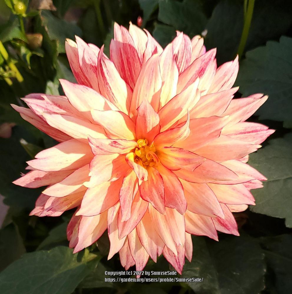 Photo of the bloom of Dahlia 'XXL Tabasco' posted by SunriseSide