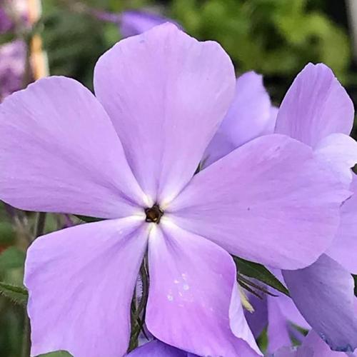 Wild Blue Phlox (Phlox divaricata 'Blue Moon') in the Phloxes Database
