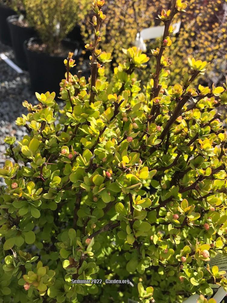Photo of the leaves of Japanese Barberry (Berberis thunbergii Golden