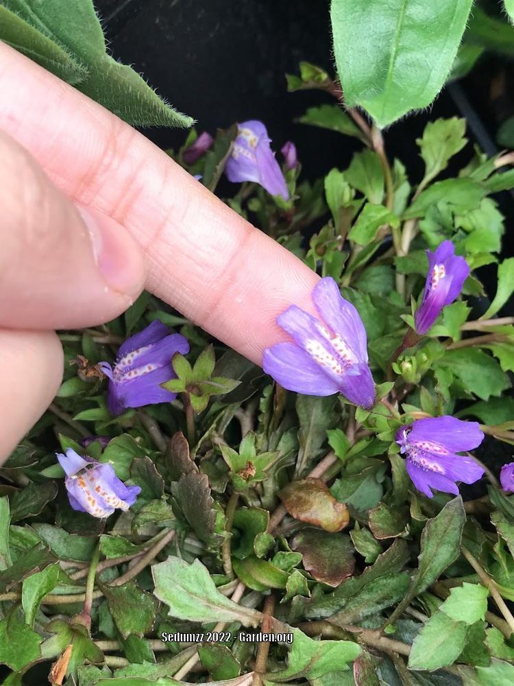 Photo of the bloom of Mazus (Mazus reptans 'Purple') posted by sedumzz