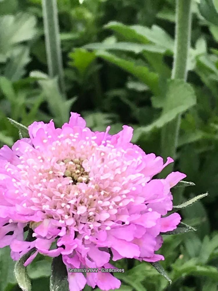 Photo of the bloom of Pincushion Flower (Scabiosa columbaria 'Pink Mist