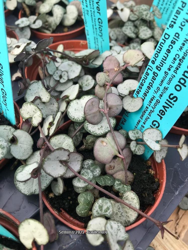 Photo of the entire plant of String Of Hearts (Ceropegia woodii 'Silver