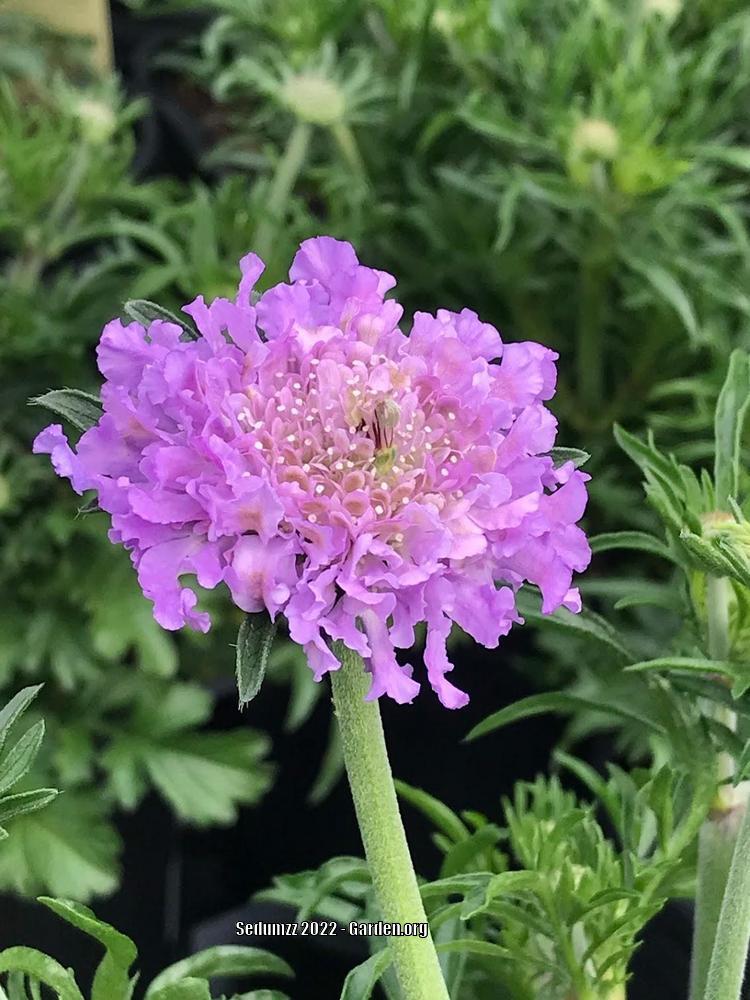 Dwarf Pincushion Flower (Scabiosa columbaria Flutter™ Deep Blue