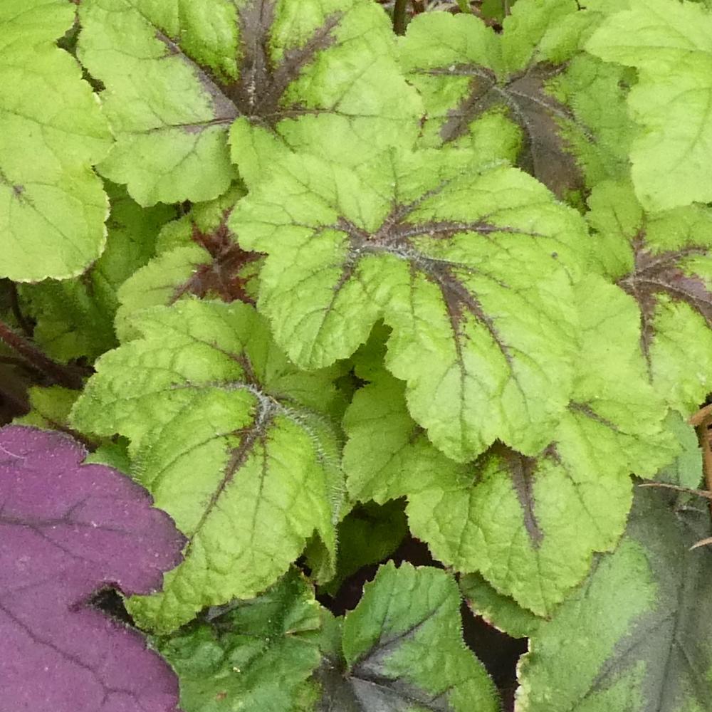 Foamy Bells (XHeucherella 'Catching Fire') in the Foamy Bells Database