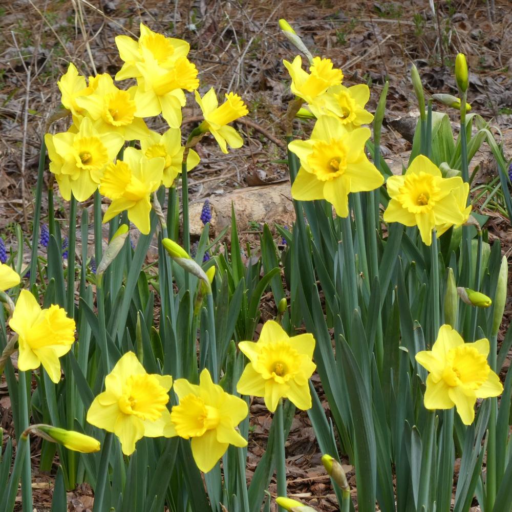 Trumpet Daffodil (Narcissus 'Dutch Master') in the Daffodils Database